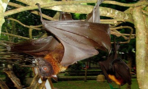 Zdjęcie INDONEZJA / Bali / Bali - Alas Kedaton / nietoperz owocowy z Alas Kedaton