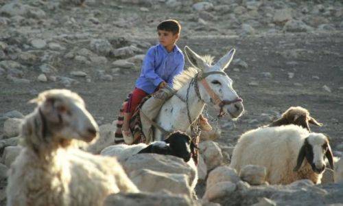 Zdjecie IRAK / Kurdystan / Bazian / Maly pasterz