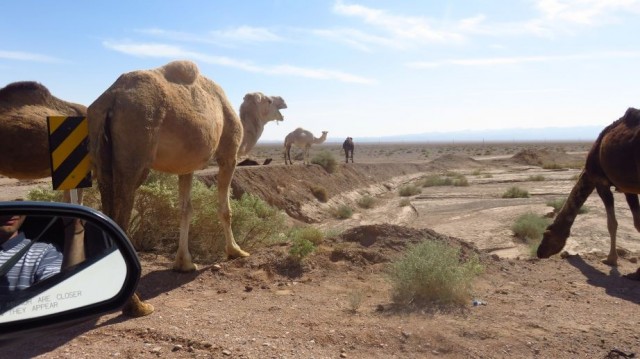 Zdj cia: Pustynia Dasht-e Kavir, Wielbłądy spotkane przy drodze na pustyni, IRAN Zdj cia: Pustynia Dasht-e Kavir, Wielbłądy spotkane przy drodze na pustyni, IRAN