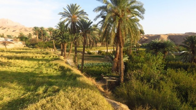 Zdj cia: Okolice Tabas, Oaza Ezmirghan, IRAN Zdj cia: Okolice Tabas, Oaza Ezmirghan, IRAN