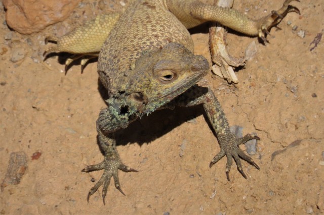 Zdj cia: Kharanaq, Agama, IRAN Zdj cia: Kharanaq, Agama, IRAN