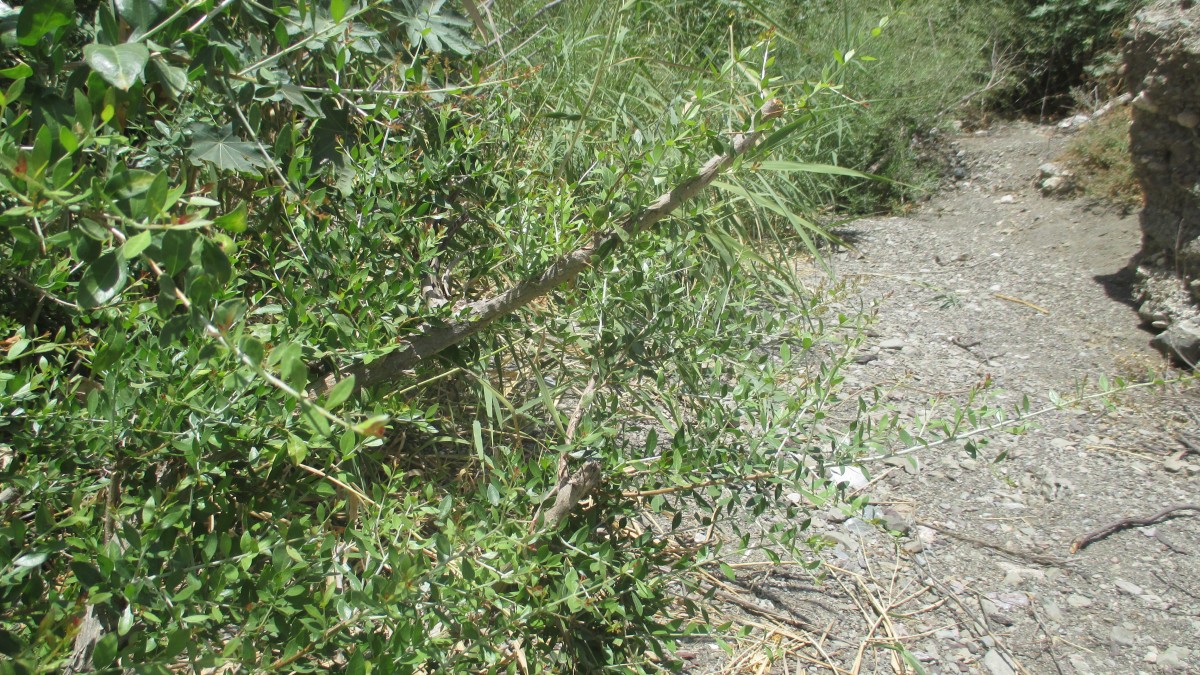 Zdjęcia: Dolina rzeki Rudan, Rudan, Lawsonia inermis, IRAN Zdjęcia: Dolina rzeki Rudan, Rudan, Lawsonia inermis, IRAN