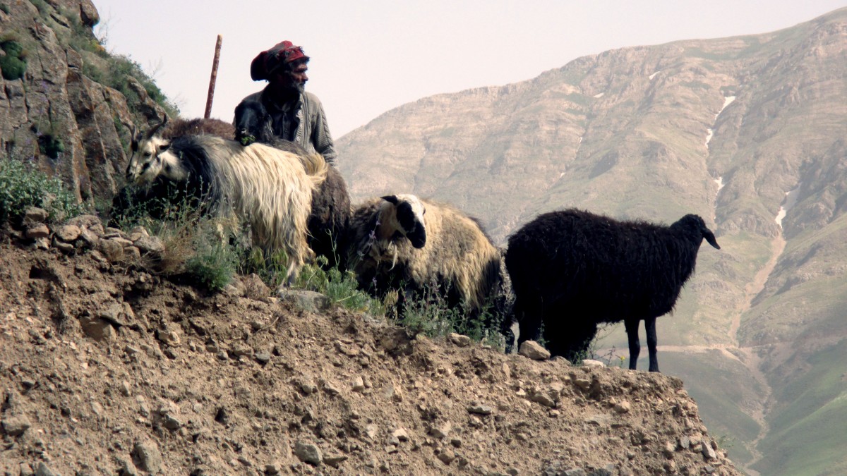 Zdjęcia: Trasa na Damavand, Okolice wsi Polour, Pasterz, IRAN Zdjęcia: Trasa na Damavand, Okolice wsi Polour, Pasterz, IRAN