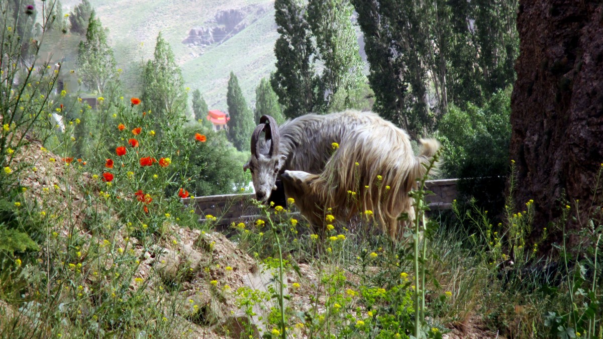 Zdjęcia: Kanion rzeki Zajadane, Okolice wsi Polour, "Ani chwili prywatności", IRAN Zdjęcia: Kanion rzeki Zajadane, Okolice wsi Polour, "Ani chwili prywatności", IRAN