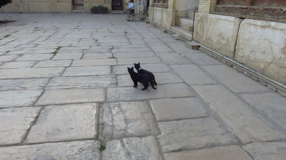 Zdjęcia: Sziraz, Koty w twierdzy Karim Khana, IRAN Zdjęcia: Sziraz, Koty w twierdzy Karim Khana, IRAN