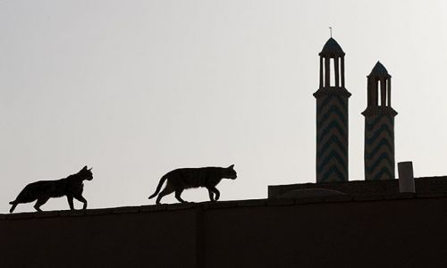 Zdjecie IRAN / Yazd / Yazd / kocie sciezki