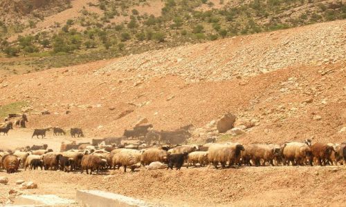 Zdjęcie IRAN / brak / okolice Persepolis / irańskie krajobrazy (4)
