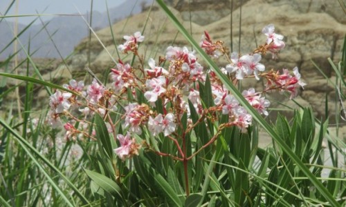 Zdjcie IRAN / Rudan / Dolina rzeki Rudan / Ostatnia reduta wiosny