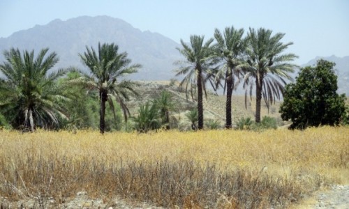 Zdjcie IRAN / Rudan / Dolina rzeki Rudan / Afrykaskie klimaty