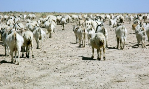 Zdjcie IRAN / Sirjan / 45 km od Sirjan i 40km od Shiraz / Od d. strony