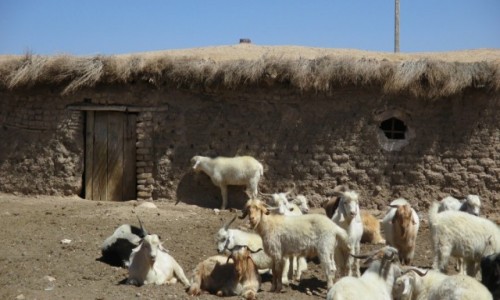 Zdjcie IRAN / Sirjan / 45 km od Sirjan i 40km od Shiraz / Kozia chatka