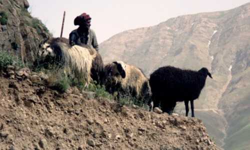 Zdjcie IRAN / Okolice wsi Polour / Trasa na Damavand / Pasterz