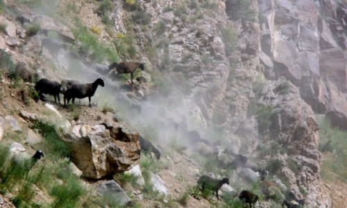 Zdjcie IRAN / Okolice wsi Polour / Trasa na Damavand / W dzikim pdzie