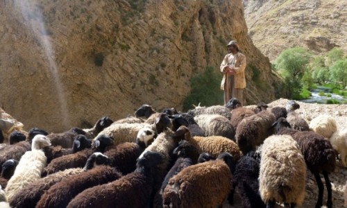 Zdjcie IRAN / Okolice wsi Polour / Kanion rzeki Zajadane / Wodzu, prowad!