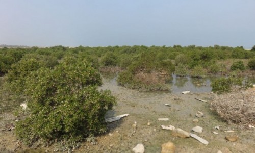 IRAN / - / Zatoka Nayband należąca do Zatoki Perskiej / Las namorzynowy