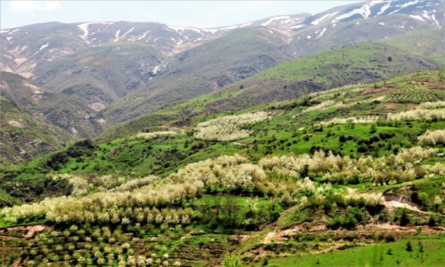 Zdjcie IRAN / - / Elburs / Dolina Alamut