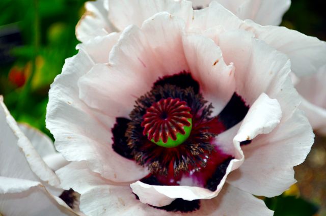 Zdjęcia: Dublin Botanic Garden's, Mak, IRLANDIA Zdjęcia: Dublin Botanic Garden's, Mak, IRLANDIA
