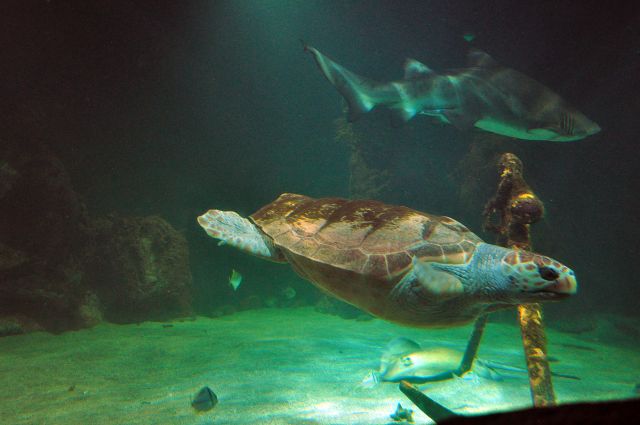 Zdjęcia: Dingle/Oceanarium, Co.Kerry, Z rekinem, IRLANDIA Zdjęcia: Dingle/Oceanarium, Co.Kerry, Z rekinem, IRLANDIA