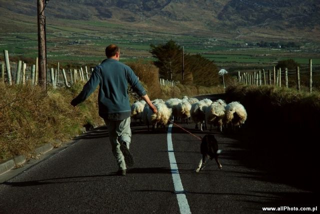 Zdjęcia: Dublin, Kerry, Dingle Peninsula, Kerry, IRLANDIA Zdjęcia: Dublin, Kerry, Dingle Peninsula, Kerry, IRLANDIA