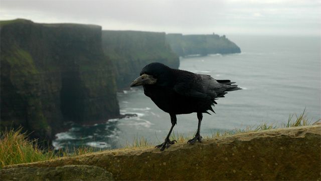 Zdjęcia: Klify Moheru, Klify Moheru, Klify Moheru, IRLANDIA Zdjęcia: Klify Moheru, Klify Moheru, Klify Moheru, IRLANDIA