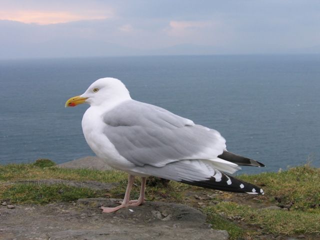 Zdjęcia: gdzies na poludniowym wybrzezu, mewa?, IRLANDIA Zdjęcia: gdzies na poludniowym wybrzezu, mewa?, IRLANDIA
