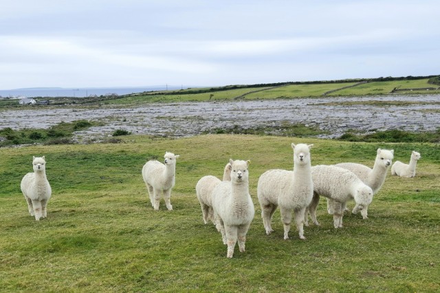 Zdj cia: Fonare, Hrabstwo Clare, Ciekawskie lamy, IRLANDIA Zdj cia: Fonare, Hrabstwo Clare, Ciekawskie lamy, IRLANDIA