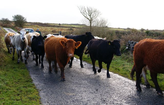 Zdjęcia: irlandia, zachodnie wybrzeże, przeprawa, IRLANDIA Zdjęcia: irlandia, zachodnie wybrzeże, przeprawa, IRLANDIA
