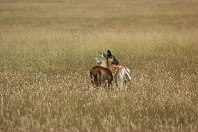 Zdjęcia: Phoenix Park, okolice Dublina, Bambi2, IRLANDIA Zdjęcia: Phoenix Park, okolice Dublina, Bambi2, IRLANDIA