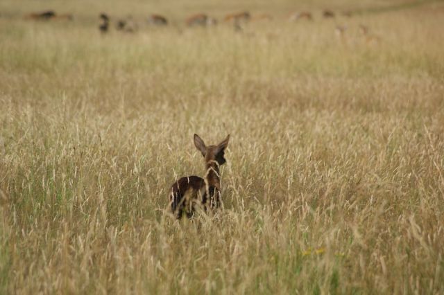 Zdjęcia: Phoenix Park, okolice Dublina, Bambi3, IRLANDIA Zdjęcia: Phoenix Park, okolice Dublina, Bambi3, IRLANDIA