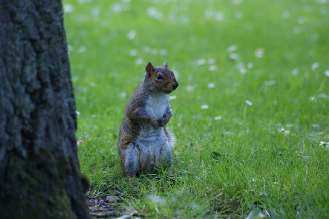 Zdjęcia: Ogród Botaniczny, Dublin, W czym mogę pomóc? :), IRLANDIA Zdjęcia: Ogród Botaniczny, Dublin, W czym mogę pomóc? :), IRLANDIA