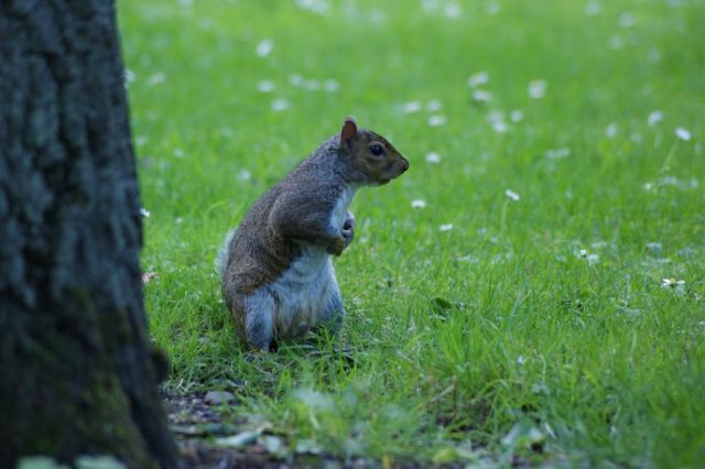 Zdjęcia: Ogród Botaniczny, Dublin, W czym mogę pomóc2, IRLANDIA Zdjęcia: Ogród Botaniczny, Dublin, W czym mogę pomóc2, IRLANDIA