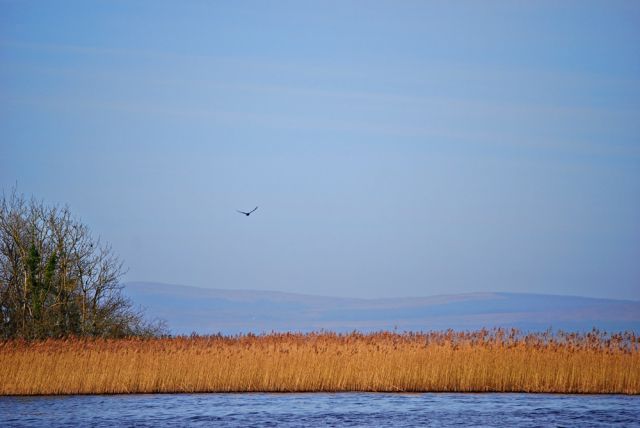 Zdjęcia: Portumna , Galway, Rinmaher Point , IRLANDIA Zdjęcia: Portumna , Galway, Rinmaher Point , IRLANDIA