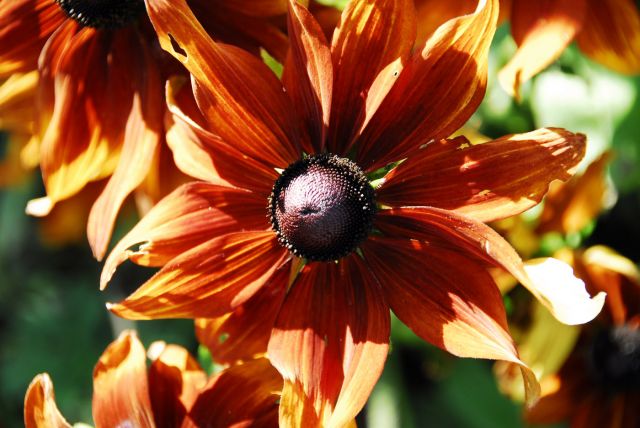 Zdjęcia: ogrod botaniczny, Dublin, kwiat, IRLANDIA Zdjęcia: ogrod botaniczny, Dublin, kwiat, IRLANDIA