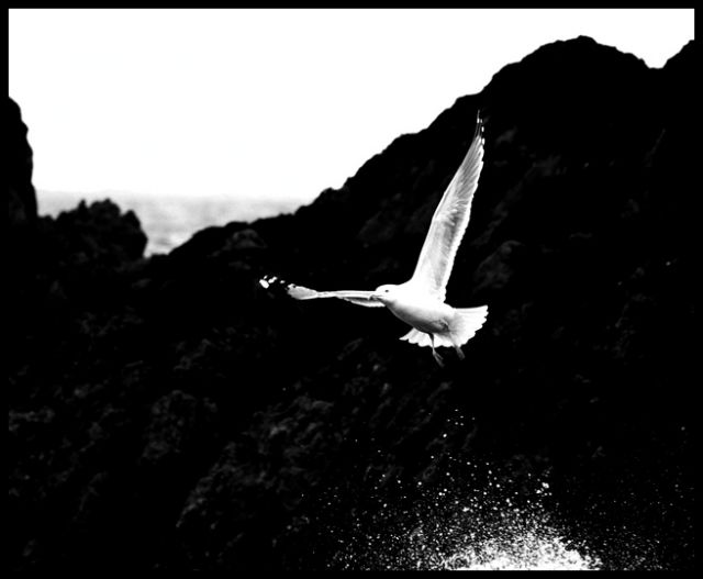 Zdjęcia: okolice Wexford, Leinster, mewa, IRLANDIA Zdjęcia: okolice Wexford, Leinster, mewa, IRLANDIA