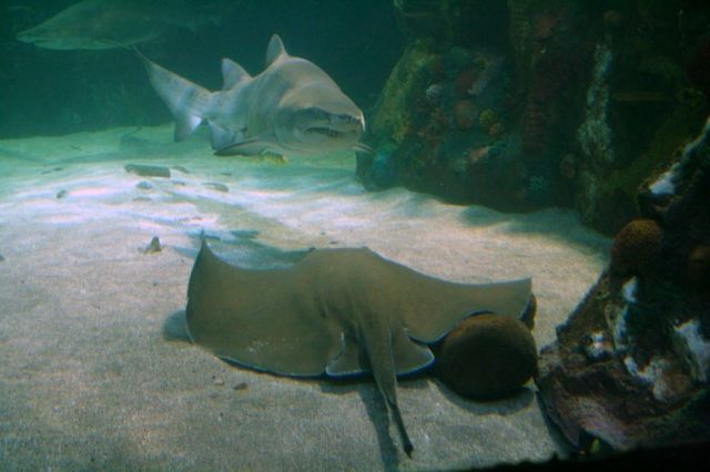 Zdjęcia: DINGLE, Oceanarium, IRLANDIA Zdjęcia: DINGLE, Oceanarium, IRLANDIA