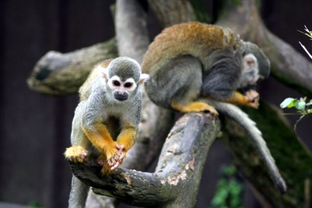 Zdjęcia: FOTA WILDLIFE PARK, FOTA, Monkey, IRLANDIA Zdjęcia: FOTA WILDLIFE PARK, FOTA, Monkey, IRLANDIA