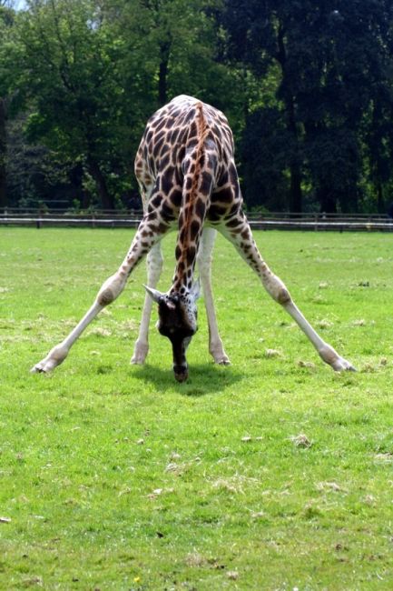 Zdjęcia: FOTA WILDLIFE PARK, FOTA, Dosięgnę !!! Dam radę., IRLANDIA Zdjęcia: FOTA WILDLIFE PARK, FOTA, Dosięgnę !!! Dam radę., IRLANDIA