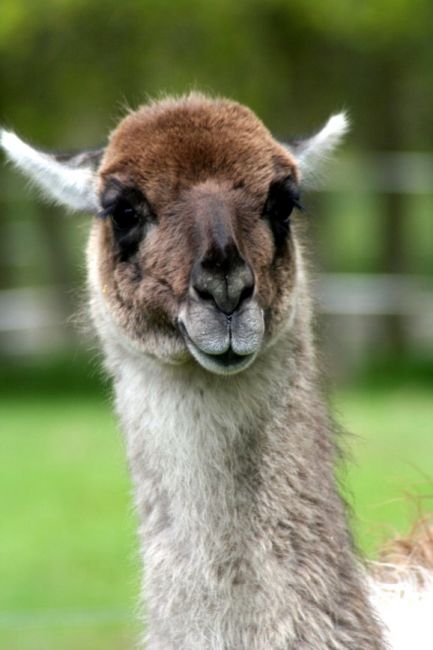 Zdjęcia: FOTA WILDLIFE PARK, FOTA, Ciekawość z uśmiechem, IRLANDIA Zdjęcia: FOTA WILDLIFE PARK, FOTA, Ciekawość z uśmiechem, IRLANDIA
