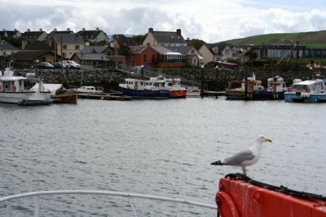 Zdjęcia: Dingle., Port 2., IRLANDIA Zdjęcia: Dingle., Port 2., IRLANDIA
