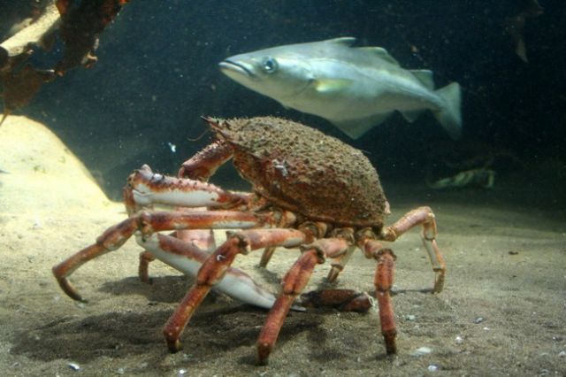 Zdjęcia: Dingle, hrabstwo Kerry, Oceanarium 3, IRLANDIA Zdjęcia: Dingle, hrabstwo Kerry, Oceanarium 3, IRLANDIA