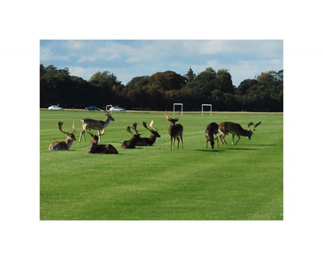 Zdjęcia: Phoenix Park, Dublin, Phoenix Park, Dublin, IRLANDIA Zdjęcia: Phoenix Park, Dublin, Phoenix Park, Dublin, IRLANDIA