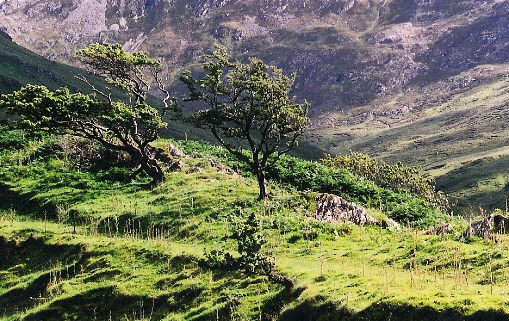 Zdjęcia: Okolice Leenane, Connemara, Zielona Wyspa, IRLANDIA Zdjęcia: Okolice Leenane, Connemara, Zielona Wyspa, IRLANDIA