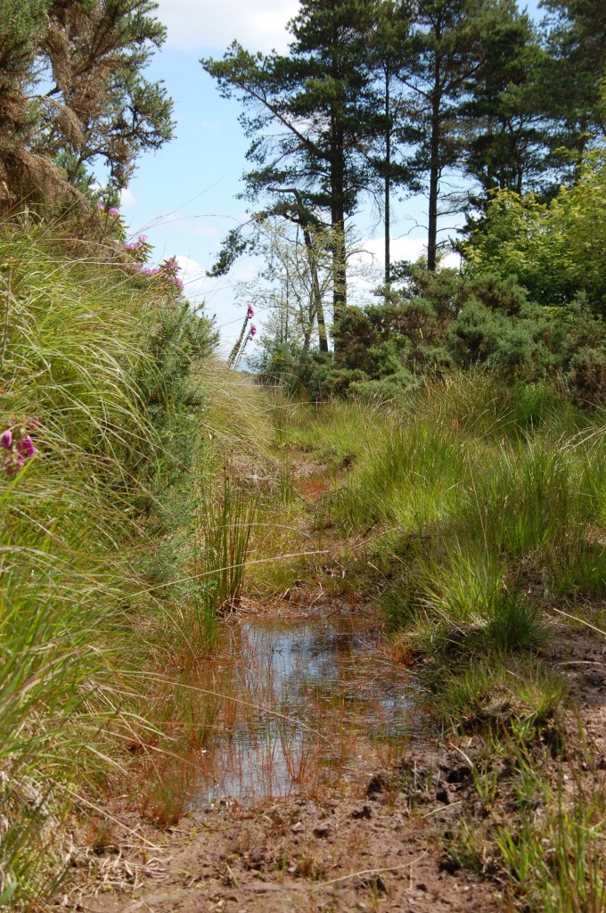 Zdjęcia: Cahir(Glengarra wood), Kaluza., IRLANDIA Zdjęcia: Cahir(Glengarra wood), Kaluza., IRLANDIA