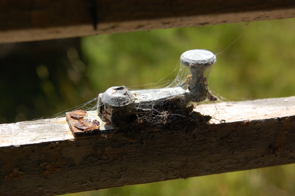 Zdjęcia: Cahir(Glengarra wood), Uchylone okno., IRLANDIA Zdjęcia: Cahir(Glengarra wood), Uchylone okno., IRLANDIA