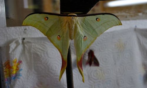 Zdjcie IRLANDIA / - / Farma motyli Straffan / Motyl