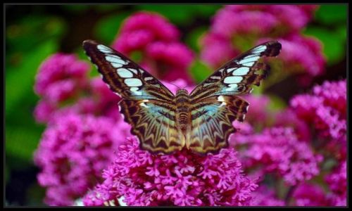 Zdjecie IRLANDIA / - / Straffan / Motyl