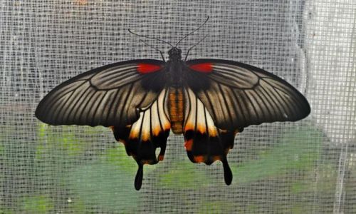 Zdjcie IRLANDIA / - / Straffan / Motyl
