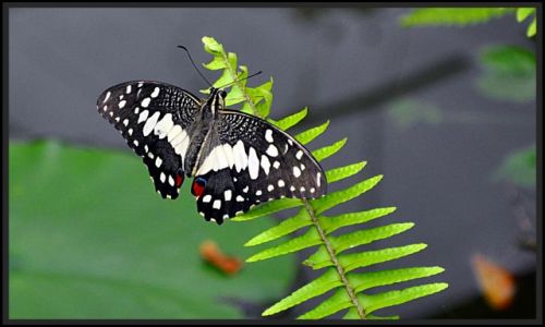 Zdjecie IRLANDIA / - / Straffan / Motyl