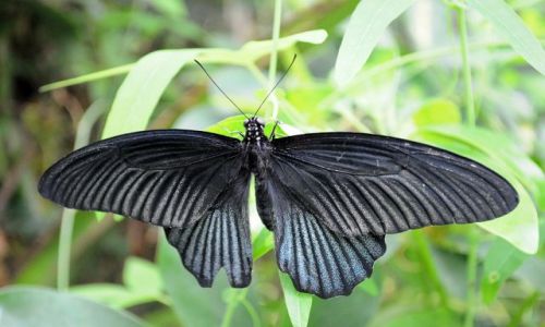 Zdjecie IRLANDIA / - / Straffan / Motyl