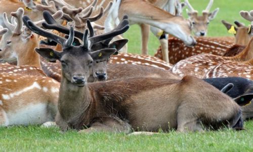 Zdjęcie IRLANDIA / - / Dublin Phoenix Park / W parku